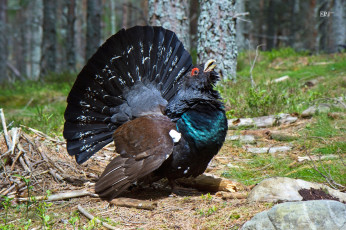 Картинка животные глухари +тетерева +фазаны глухарь наряд токовище