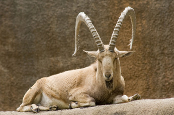 Картинка животные козы козерог вольер