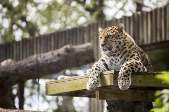 Картинка животные леопарды отдых лапы кошка амурский