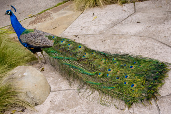 Картинка животные павлины хвост перья павлин