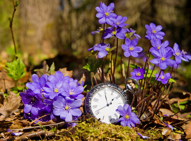 Обои картинки фото разное, Часы,  часовые механизмы, печеночницы