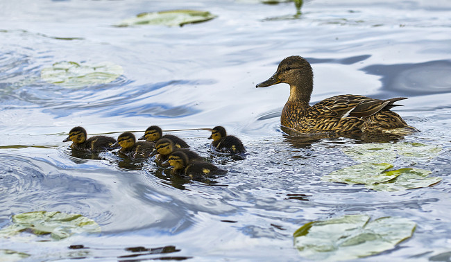 Обои картинки фото животные, утки, птенцы, утка, водоем