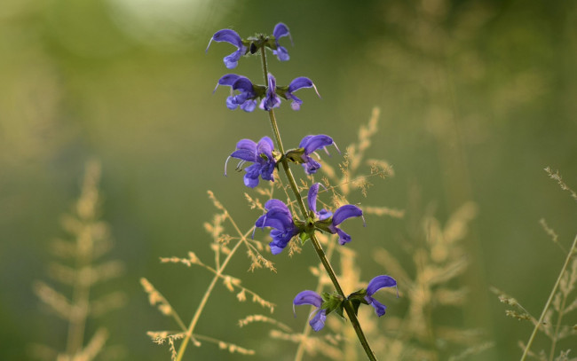 Обои картинки фото цветы, луговые , полевые,  цветы, лепестки