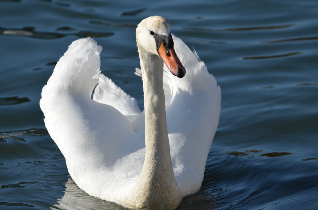 Обои картинки фото животные, лебеди, вода, грация, белый