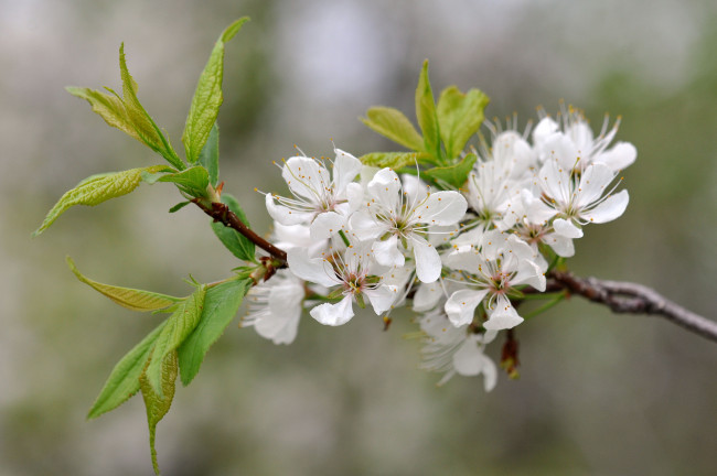 Обои картинки фото цветы, сакура,  вишня, ветка
