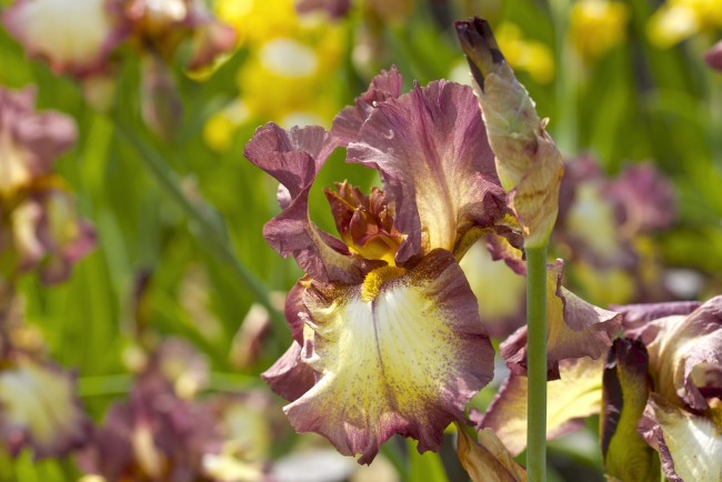 Обои картинки фото цветы, ирисы, касатик