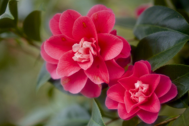 Обои картинки фото цветы, камелии, красный