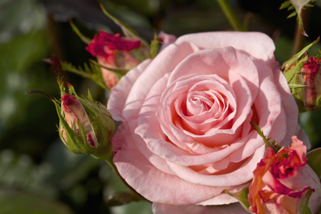 Обои картинки фото цветы, розы, макро