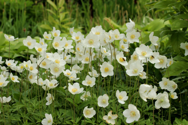 Обои картинки фото цветы, ветреницы,  печёночницы