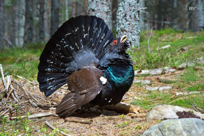 Обои картинки фото животные, глухари,  тетерева,  фазаны, глухарь, наряд, токовище