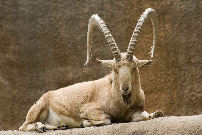 Обои картинки фото животные, козы, козерог, вольер