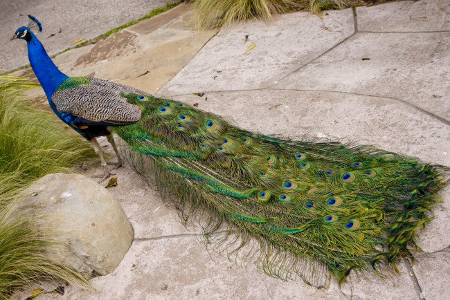 Обои картинки фото животные, павлины, хвост, перья, павлин
