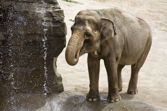 Обои картинки фото животные, слоны, водопой, слон, скала