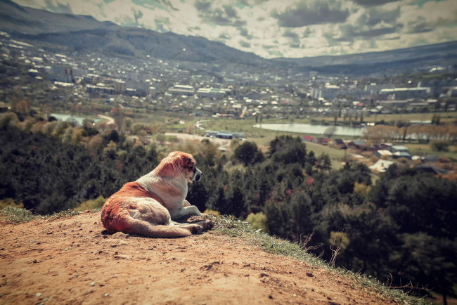 Обои картинки фото животные, собаки, пейзаж, вид