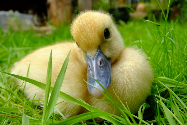 Обои картинки фото животные, утки, утенок, трава, луг