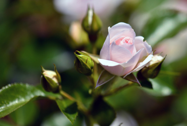 Обои картинки фото цветы, розы, бутон