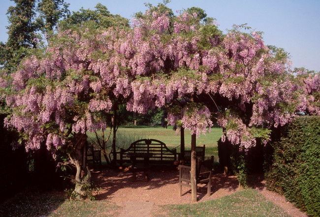 Обои картинки фото цветы, глициния, скамейка, вистерия