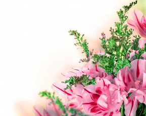 Картинка цветы тюльпаны фон tulips flowers