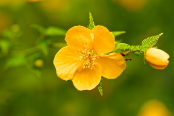 обоя цветы, керия японская, макро, бутон, цветок, ветка, керрия