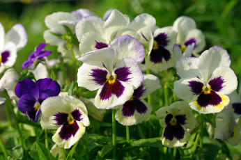 Картинка цветы анютины+глазки+ садовые+фиалки макро пестрый анютины глазки виола