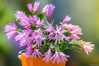 Картинка цветы кактусы кактус цветение шлюмбергера цветки