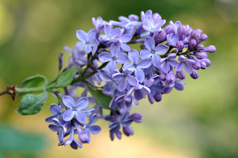 Картинка цветы сирень ветка макро весна лиловый