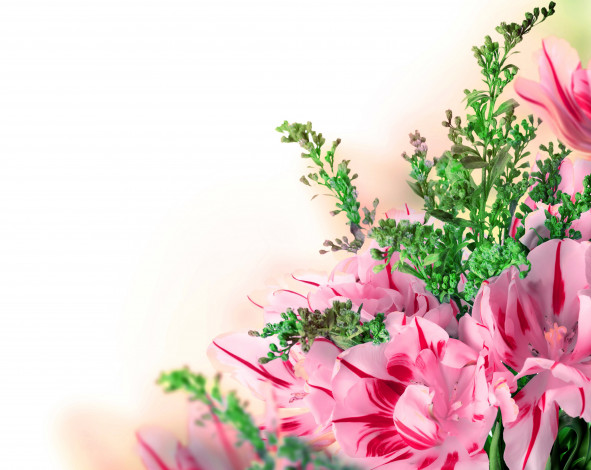 Обои картинки фото цветы, тюльпаны, фон, tulips, flowers