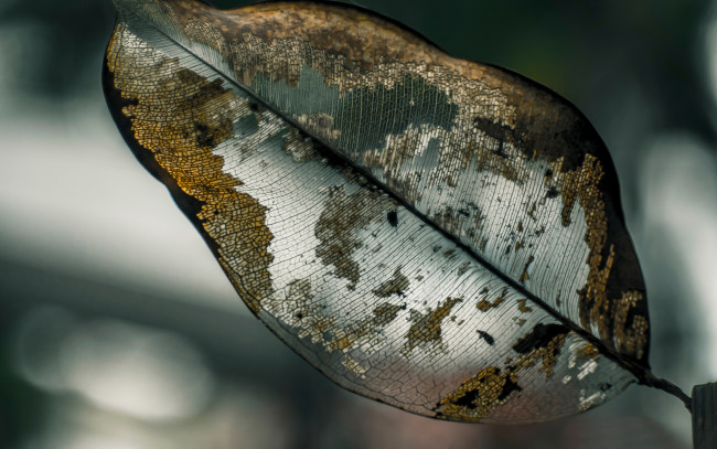 Обои картинки фото разное, компьютерный дизайн, прожилки, макро, лист, боке