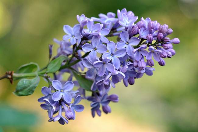 Обои картинки фото цветы, сирень, ветка, макро, весна, лиловый
