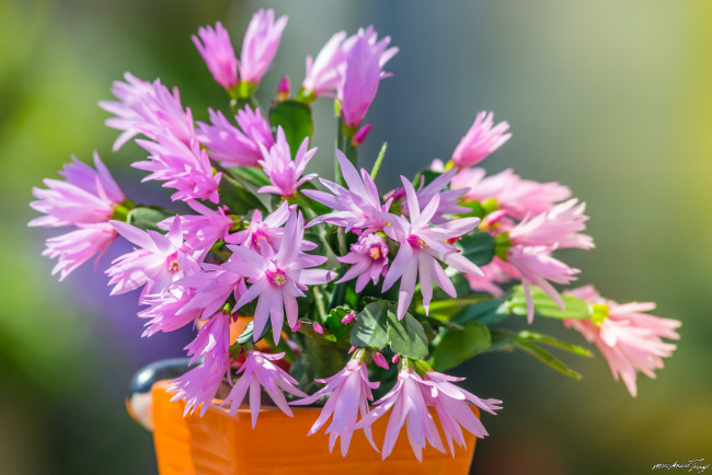 Обои картинки фото цветы, кактусы, кактус, цветение, шлюмбергера, цветки