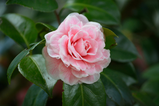 Обои картинки фото цветы, камелии, дерево, лепестки, розовый, камелия