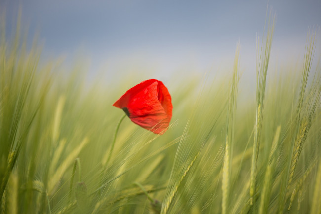 Обои картинки фото цветы, маки, рож, цветок, мак, поле, небо