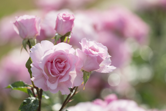 Обои картинки фото цветы, розы, лепестки, бутоны