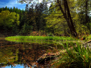 Картинка природа реки озера лес река