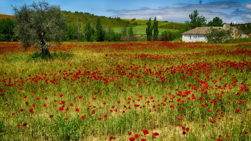 Картинка природа луга цветы трава