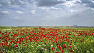 Картинка природа луга трава цветы