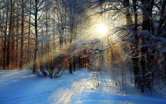 Обои картинки фото природа, зима, снег, лес, следы, солнце