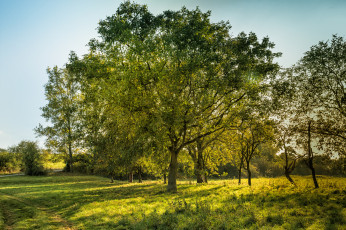 Картинка природа деревья простор