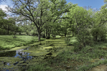 Картинка природа реки озера лес река