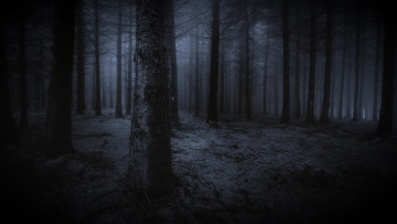 Картинка природа лес ночь