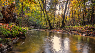 Картинка природа реки озера река лес