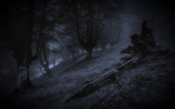 Картинка природа лес ночь