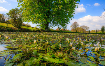 Картинка природа реки озера лес река