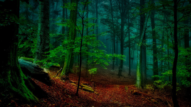 Обои картинки фото природа, лес, деревья