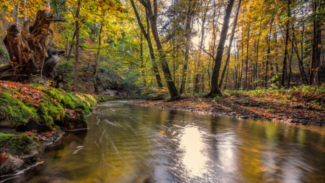 Обои картинки фото природа, реки, озера, река, лес