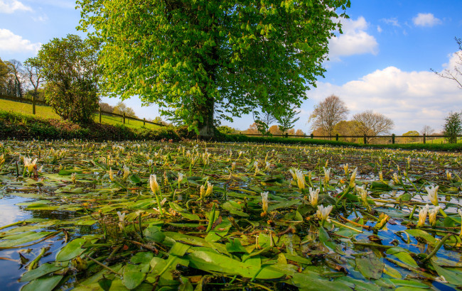 Обои картинки фото природа, реки, озера, лес, река