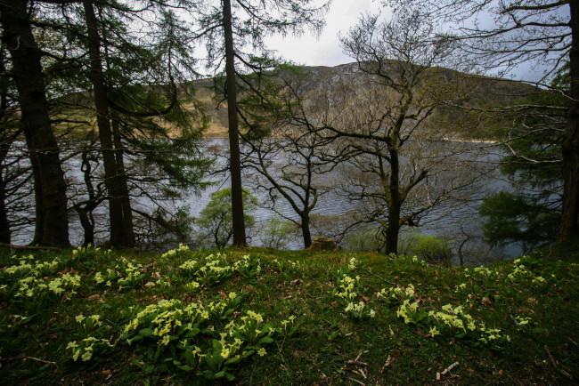 Обои картинки фото природа, реки, озера, лес, река