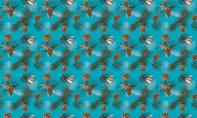 Обои картинки фото векторная графика, природа , nature, ветки, шишки, сосна