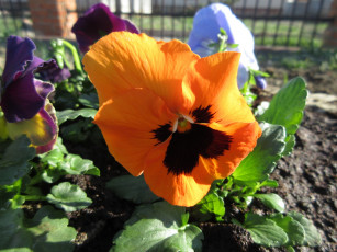 Картинка цветы анютины+глазки+ садовые+фиалки анютины глазки