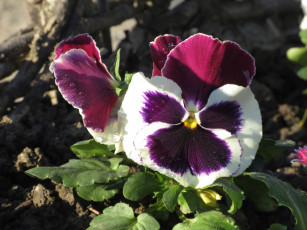 Картинка цветы анютины+глазки+ садовые+фиалки анютины глазки